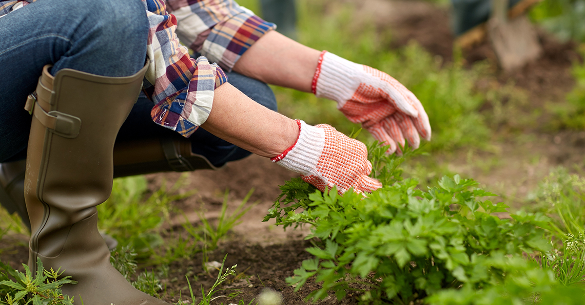 easy gardening tips