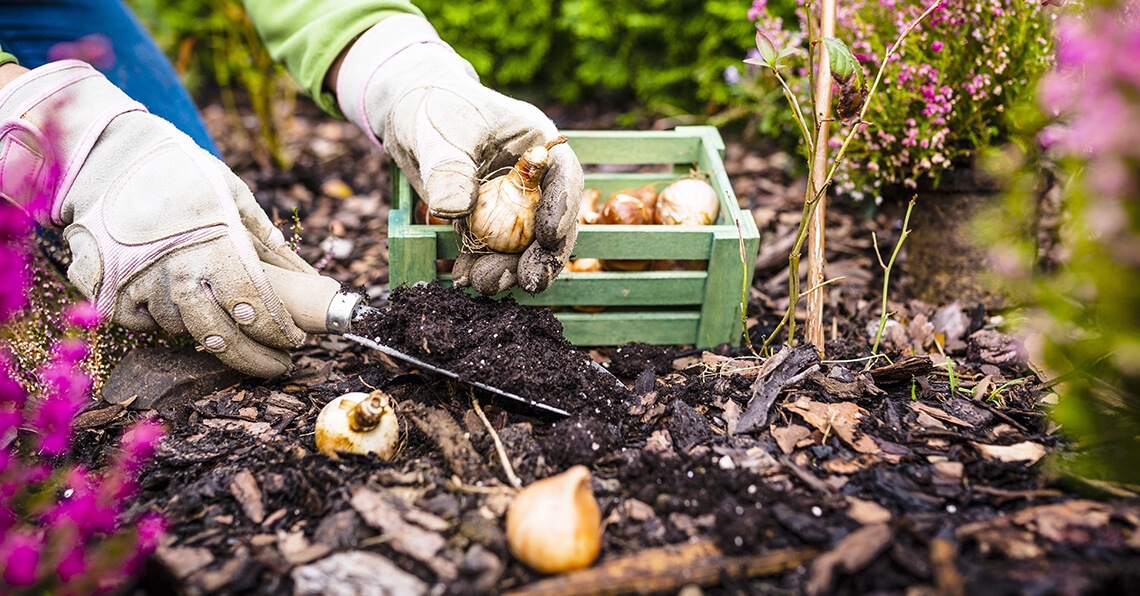 gardener wearing gloves whilst planting onion plants
